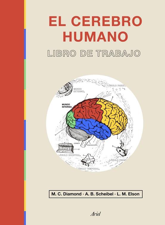 EL CEREBRO HUMANO | 9788434433601 | DIAMOND, MARIAN C./ELSON, LAWRENCE M./SCHEIBEL, A. B.
